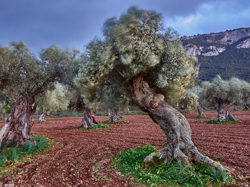 Primer premi de la categoria El camp de la Serra. Oliveres ventades, de Joan Lluís Coll