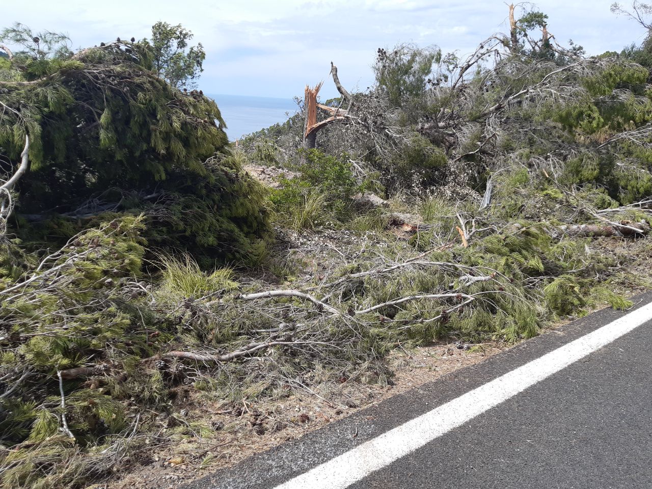 Daños ocasionados por la tromba marina en la serra de Tramuntana.