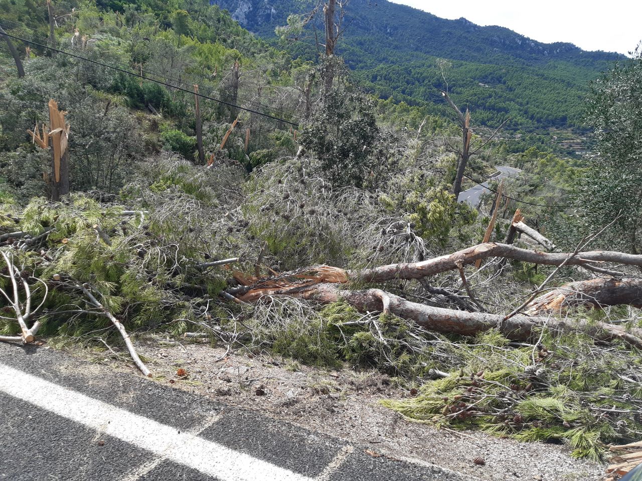 Daños ocasionados por la tromba marina en la serra de Tramuntana.