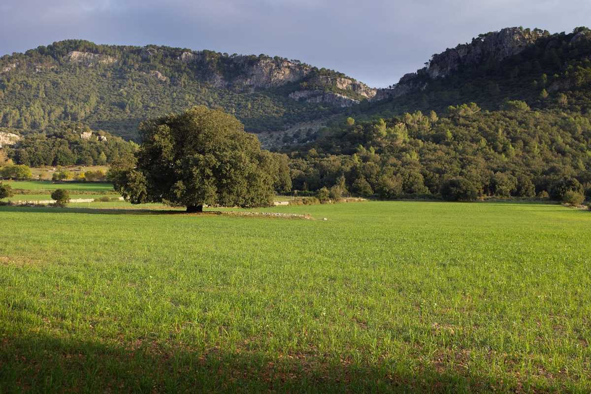 Serra de Tramuntana.