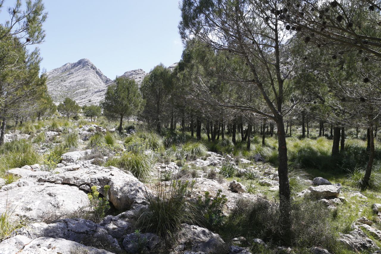 Imatges de la Finca de Son Torrella