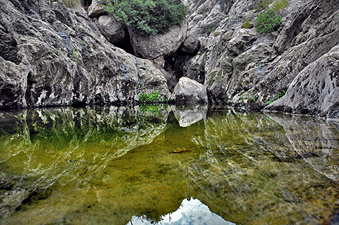 The vulture and the Mallorcan midwife toad can both be found at Mortitx rural estate in Pollença . Torrent pool © Photo: Gabriel Lacomba