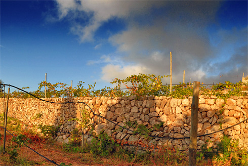 Malvasia vine stocks on Banyalbufar's hillside terraces, one summer day © Photo: Gabriel Lacomba