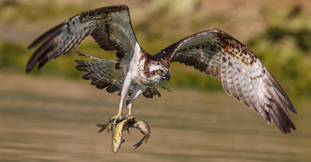  Águila pescadora