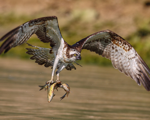  Águila pescadora