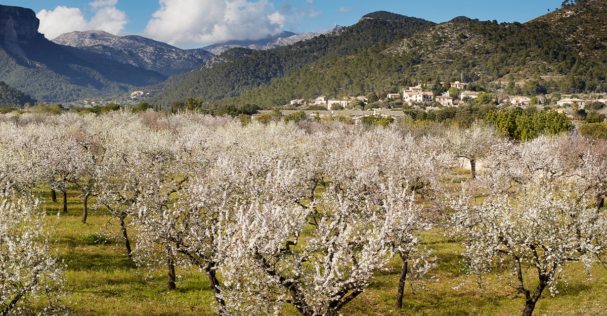 Almendros de Lloseta