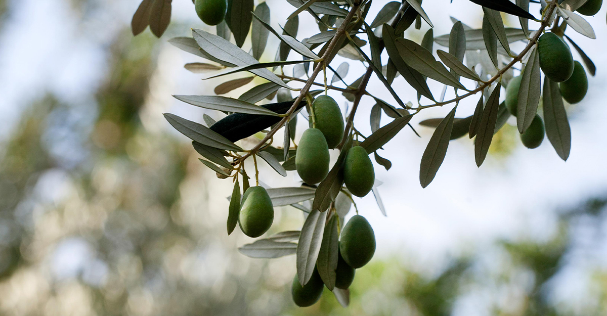 Olives